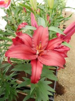 [4266 Firebolt No202.JPG]